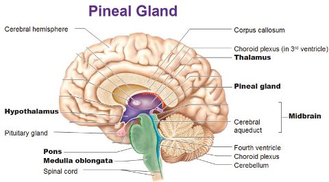 webassets/How-to-Open-Third-Eye-Pineal-Gland.jpg